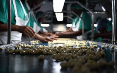 Why the First 30 Days Post-Harvest Define Commodity Quality and Export Success